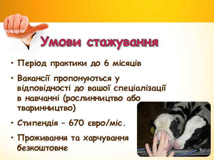 Умови стажування • Період практики до 6 місяців • Вакансії пропонуються у відповідності до