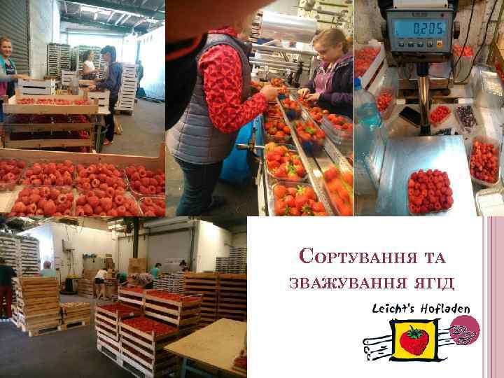 СОРТУВАННЯ ТА ЗВАЖУВАННЯ ЯГІД 