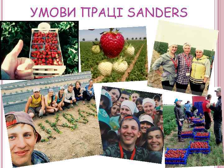 УМОВИ ПРАЦІ SANDERS 