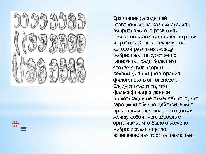 Сравните основные стадии зародышевого развития позвоночных используя рисунок 221 на с 271 и сделайте