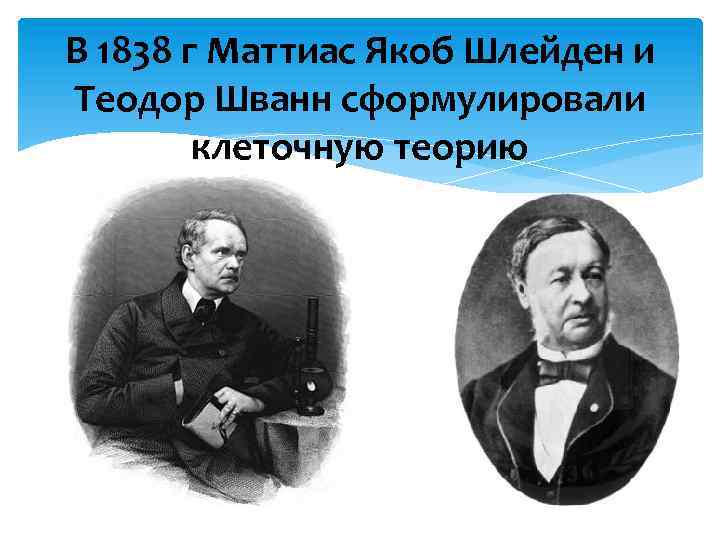 В 1838 г Маттиас Якоб Шлейден и Теодор Шванн сформулировали клеточную теорию 