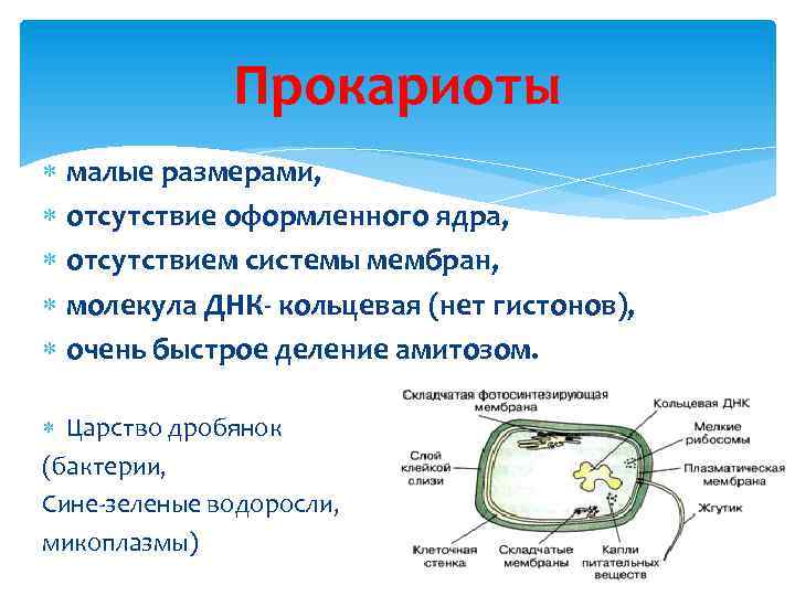 Прокариоты малые размерами, отсутствие оформленного ядра, отсутствием системы мембран, молекула ДНК- кольцевая (нет гистонов),