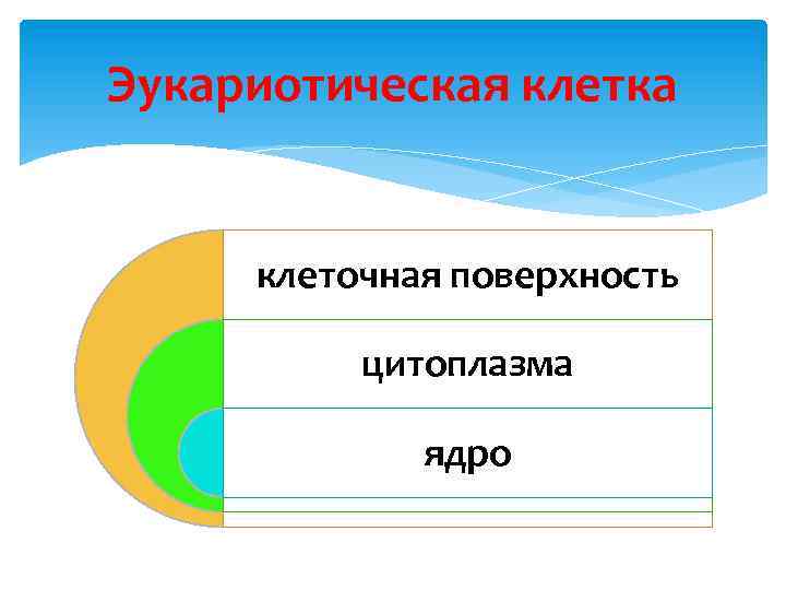 Эукариотическая клетка клеточная поверхность цитоплазма ядро 