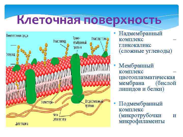 Клеточная поверхность • Надмембранный комплекс – гликокаликс (сложные углеводы) • Мембранный комплекс – циотоплазматическая
