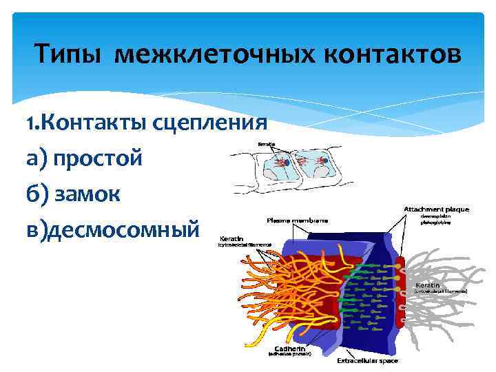 Типы межклеточных контактов 1. Контакты сцепления а) простой б) замок в)десмосомный 