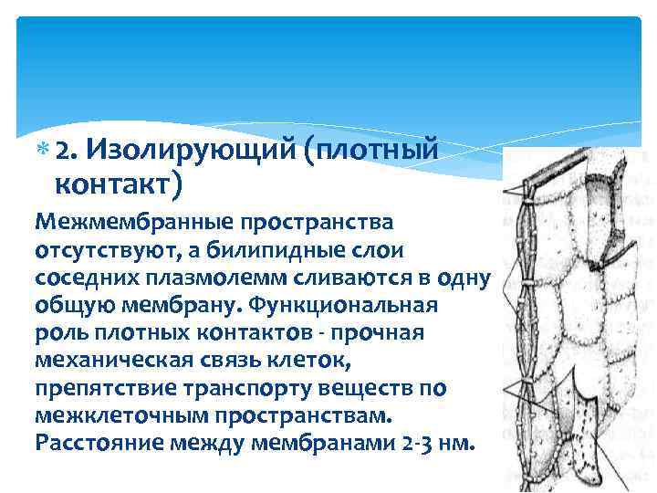  2. Изолирующий (плотный контакт) Межмембранные пространства отсутствуют, а билипидные слои соседних плазмолемм сливаются