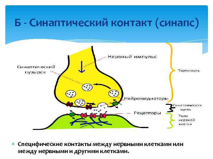 Б - Синаптический контакт (синапс) Специфические контакты между нервными клетками или между нервными и