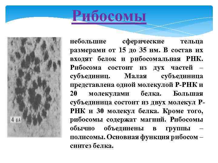 небольшие сферические тельца размерами от 15 до 35 нм. В состав их входят белок