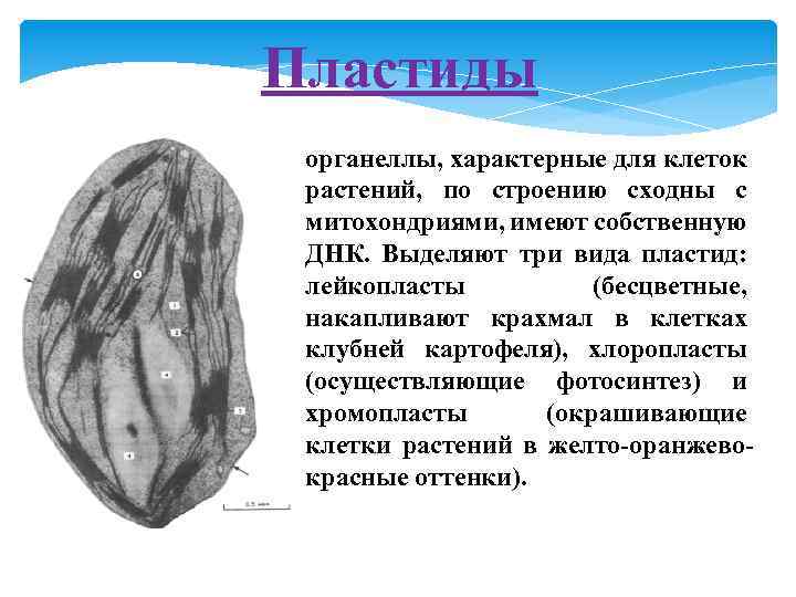 Пластиды органеллы, характерные для клеток растений, по строению сходны с митохондриями, имеют собственную ДНК.