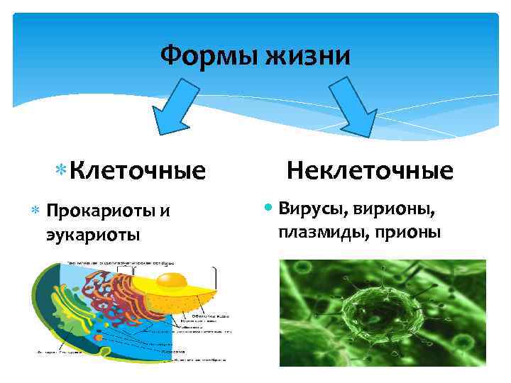 Формы жизни Клеточные Прокариоты и эукариоты Неклеточные Вирусы, вирионы, плазмиды, прионы 