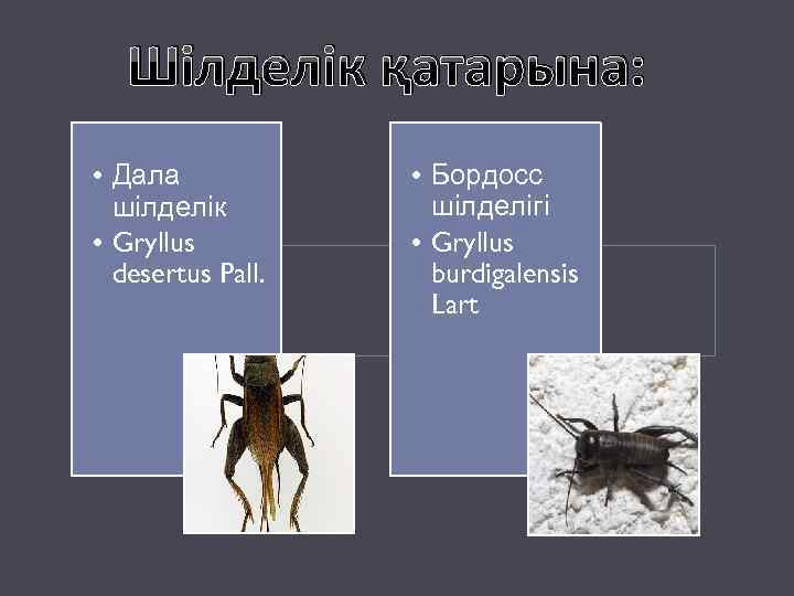 Шілделік қатарына: • Дала шілделік • Gryllus desertus Pall. • Бордосс шілделігі • Gryllus