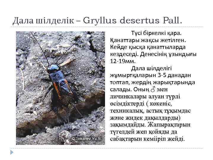 Дала шілделік – Gryllus desertus Pall. Түсі біркелкі қара. Қанаттары жақсы жетілген. Кейде қысқа