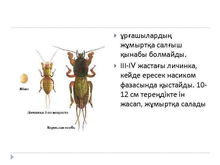  ұрғашылардың жұмыртқа салғыш қынабы болмайды. ІІІ-ІV жастағы личинка, кейде ересек насиком фазасында қыстайды.