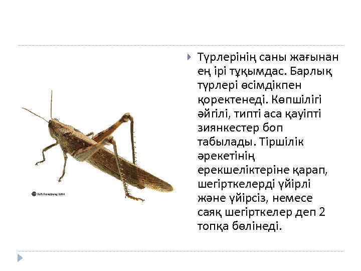  Түрлерінің саны жағынан ең ірі тұқымдас. Барлық түрлері өсімдікпен қоректенеді. Көпшілігі әйгілі, типті