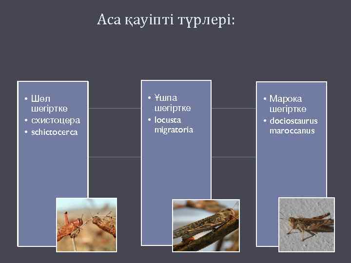 Аса қауіпті түрлері: • Шөл шегіртке • схистоцера • schictocerca • Ұшпа шегіртке •