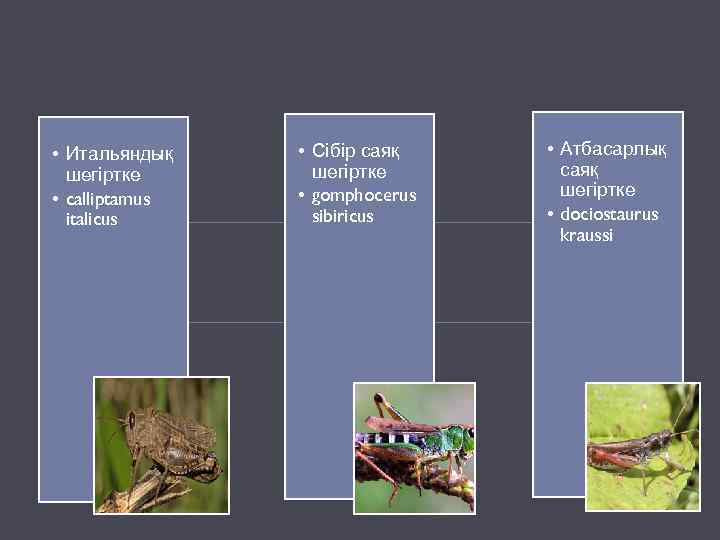  • Итальяндық шегіртке • calliptamus italicus • Сібір саяқ шегіртке • gomphocerus sibiricus