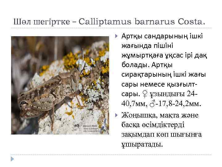 Шөл шегіртке – Calliptamus barnarus Costa. Артқы сандарының ішкі жағында пішіні жұмыртқаға ұқсас ірі