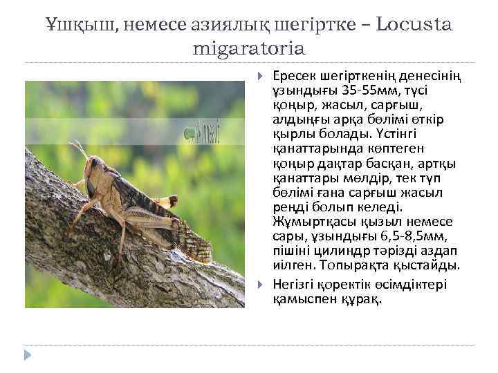Ұшқыш, немесе азиялық шегіртке – Locusta migaratoria Ересек шегірткенің денесінің ұзындығы 35 -55 мм,