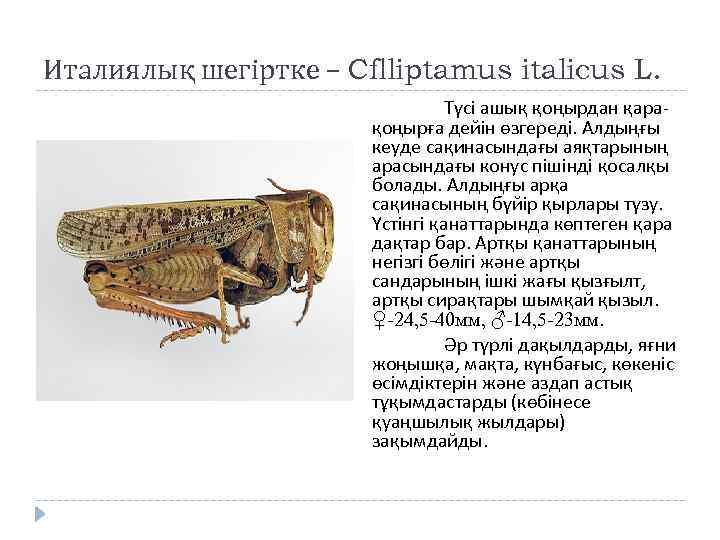 Италиялық шегіртке – Cflliptamus italicus L. Түсі ашық қоңырдан қарақоңырға дейін өзгереді. Алдыңғы кеуде