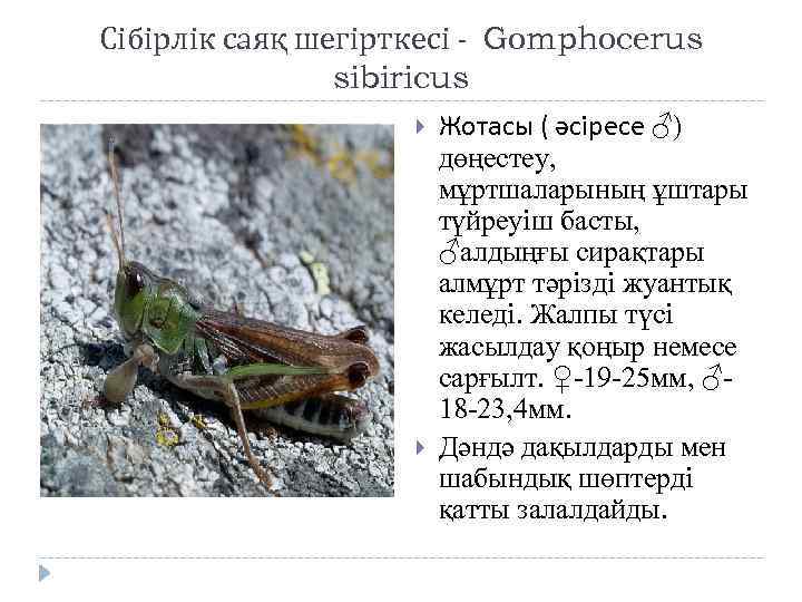 Сібірлік саяқ шегірткесі - Gomphocerus sibiricus Жотасы ( әсіресе ♂) дөңестеу, мұртшаларының ұштары түйреуіш