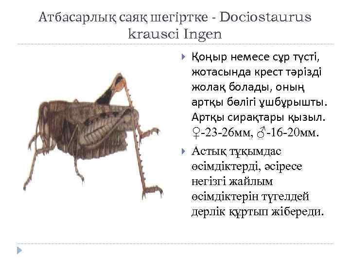 Атбасарлық саяқ шегіртке - Dociostaurus krausci Ingen Қоңыр немесе сұр түсті, жотасында крест тәрізді