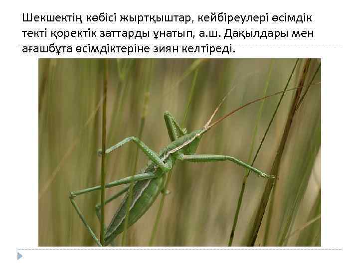 Шекшектің көбісі жыртқыштар, кейбіреулері өсімдік текті қоректік заттарды ұнатып, а. ш. Дақылдары мен ағашбұта