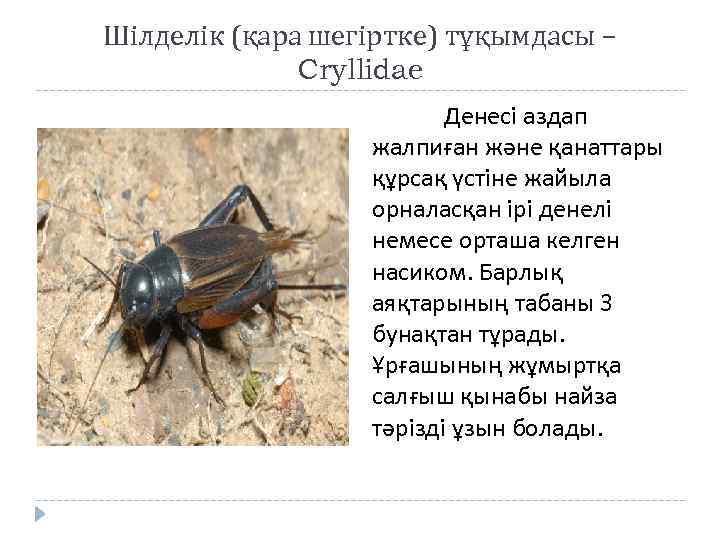 Шілделік (қара шегіртке) тұқымдасы – Cryllidae Денесі аздап жалпиған және қанаттары құрсақ үстіне жайыла