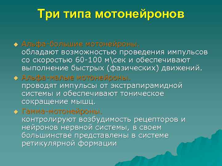 Три типа мотонейронов u u u Альфа-большие мотонейроны. обладают возможностью проведения импульсов со скоростью