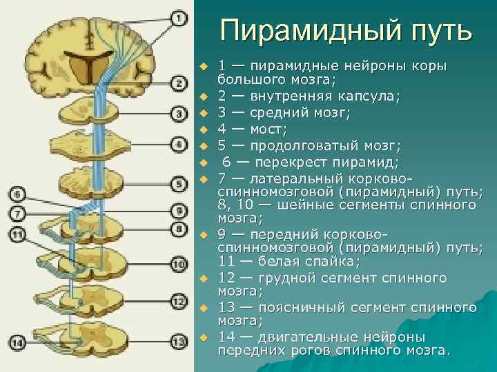 Пирамидный путь u u u 1 — пирамидные нейроны коры большого мозга; 2 —