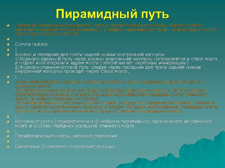 Пирамидный путь u u u u Передняя центральная извилина, пара и прецентральные дольки, задние