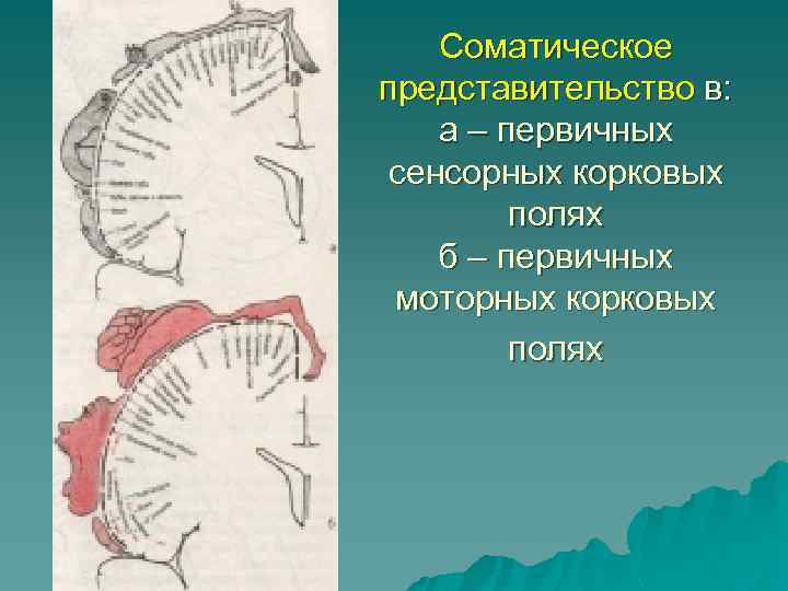 Соматическое представительство в: а – первичных сенсорных корковых полях б – первичных моторных корковых