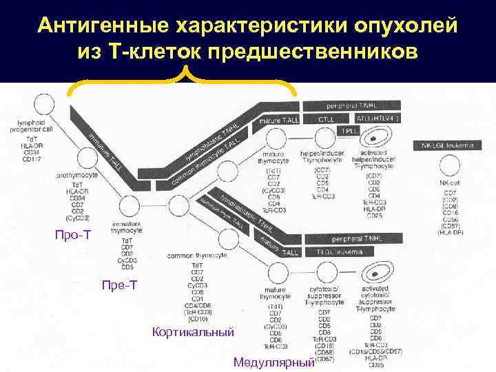 Антигенные характеристики опухолей из Т-клеток предшественников Про-Т Пре-Т Кортикальный Медуллярный 