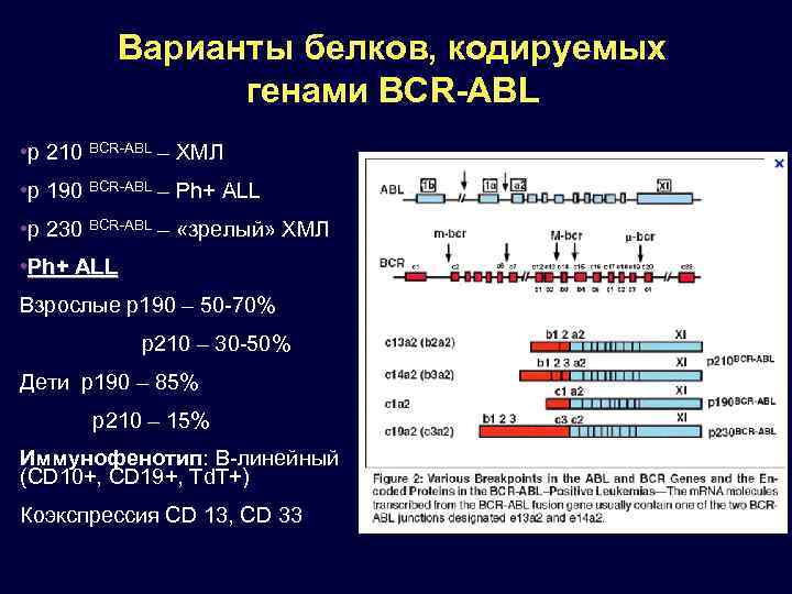 Варианты белков, кодируемых генами BCR-ABL • р 210 BCR-ABL – ХМЛ • р 190