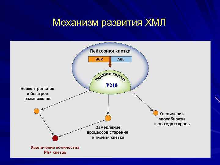 Патогенез хронического лимфолейкоза схема