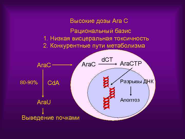 Высокие дозы Ara C Рациональный базис 1. Низкая висцеральная токсичность 2. Конкурентные пути метаболизма