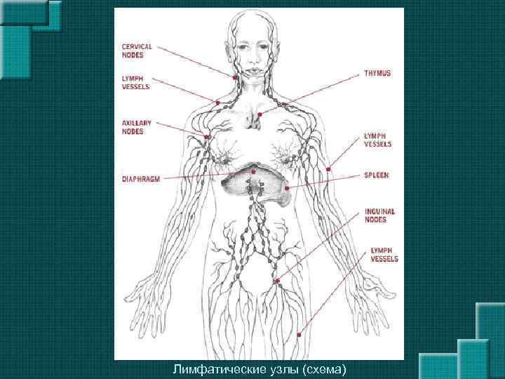 Расположение лимфоузлов у женщин схема