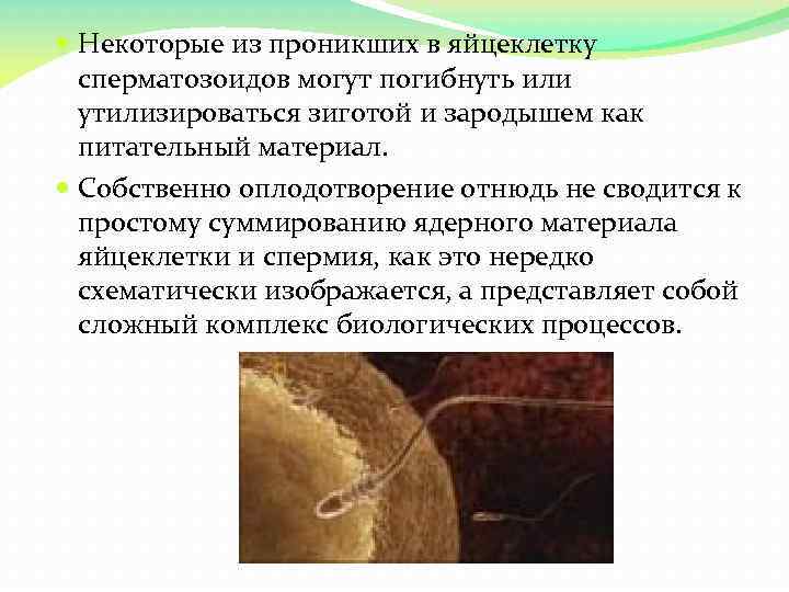  Некоторые из проникших в яйцеклетку сперматозоидов могут погибнуть или утилизироваться зиготой и зародышем