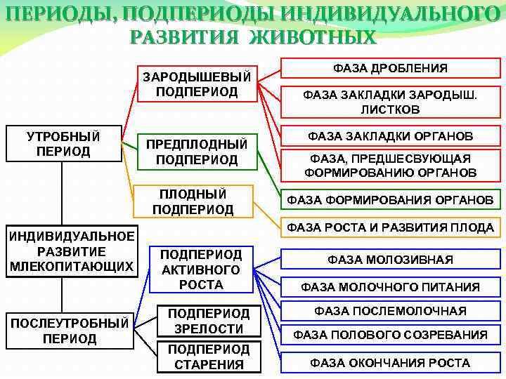 Периоды индивидуального развития