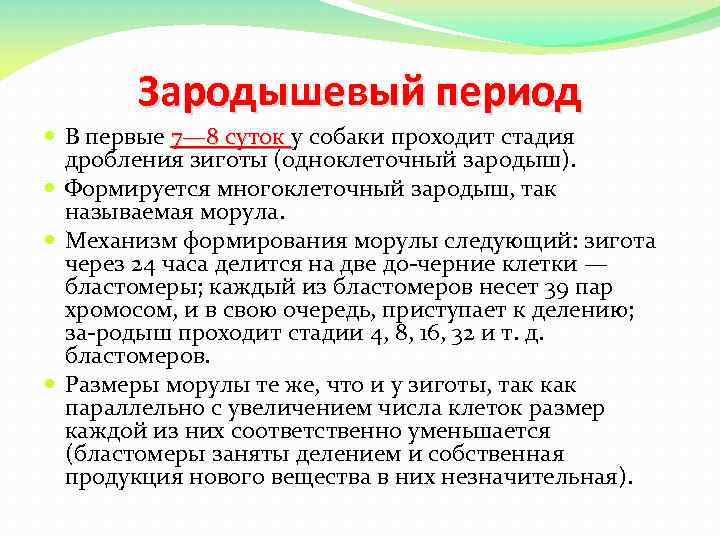 Зародышевый период В первые 7— 8 суток у собаки проходит стадия дробления зиготы (одноклеточный