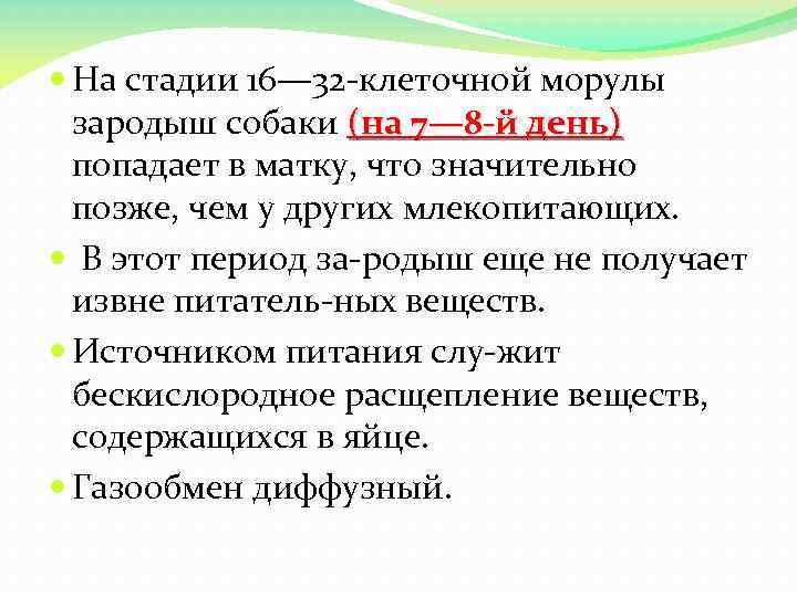  На стадии 16— 32 клеточной морулы зародыш собаки (на 7— 8 -й день)