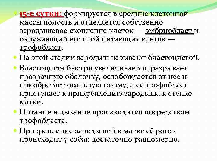  15 -е сутки: формируется в средине клеточной массы полость и отделяется собственно зародышевое