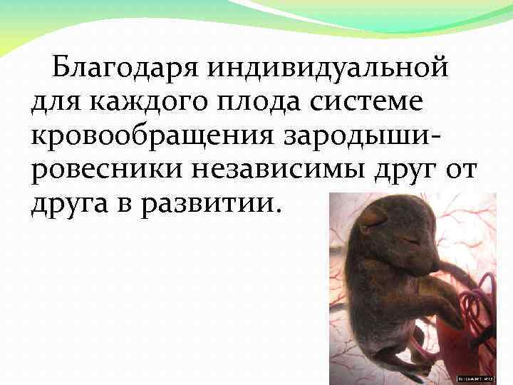 Благодаря индивидуальной для каждого плода системе кровообращения зародыши ровесники независимы друг от друга в