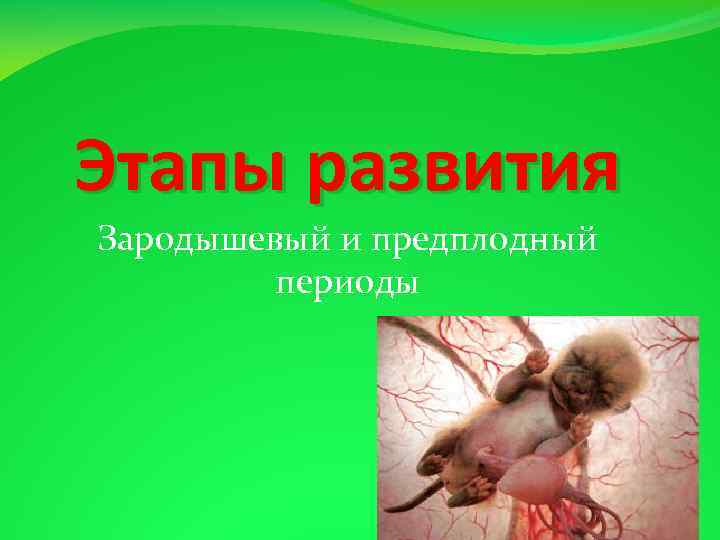 Этапы развития Зародышевый и предплодный периоды 