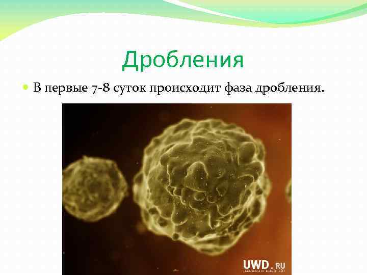 Дробления В первые 7 8 суток происходит фаза дробления. 