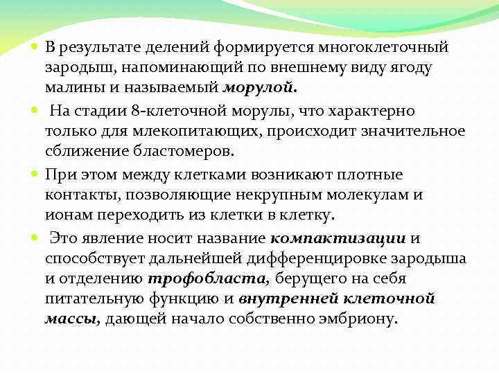  В результате делений формируется многоклеточный зародыш, напоминающий по внешнему виду ягоду малины и
