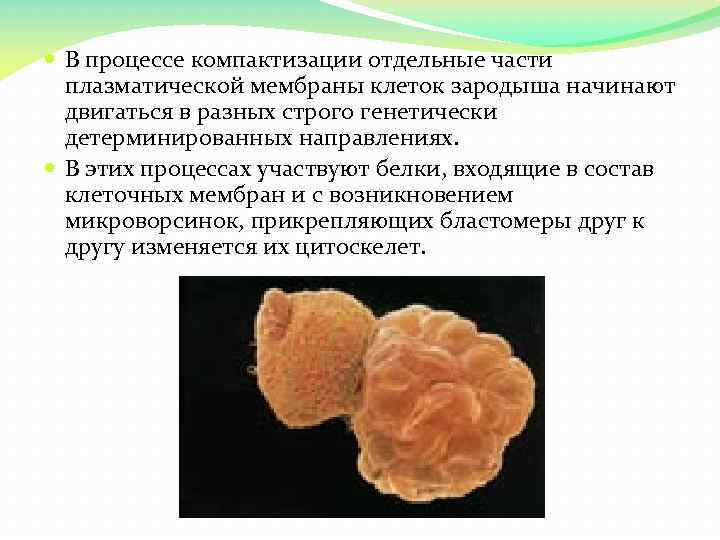  В процессе компактизации отдельные части плазматической мембраны клеток зародыша начинают двигаться в разных