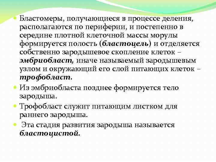  Бластомеры, получающиеся в процессе деления, располагаются по периферии, и постепенно в середине плотной
