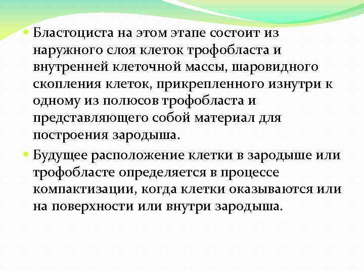  Бластоциста на этом этапе состоит из наружного слоя клеток трофобласта и внутренней клеточной