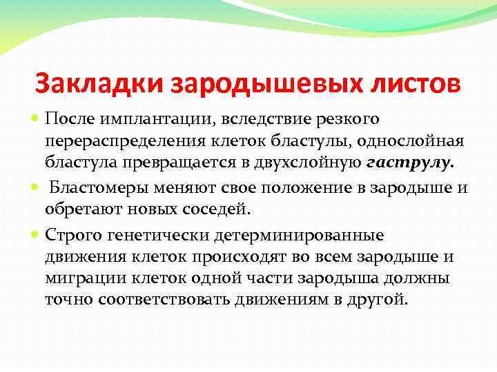 Закладки зародышевых листов После имплантации, вследствие резкого перераспределения клеток бластулы, однослойная бластула превращается в