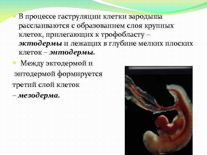  В процессе гаструляции клетки зародыша расслаиваются с образованием слоя крупных клеток, прилегающих к